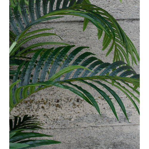 Palma Hawaia 150cm