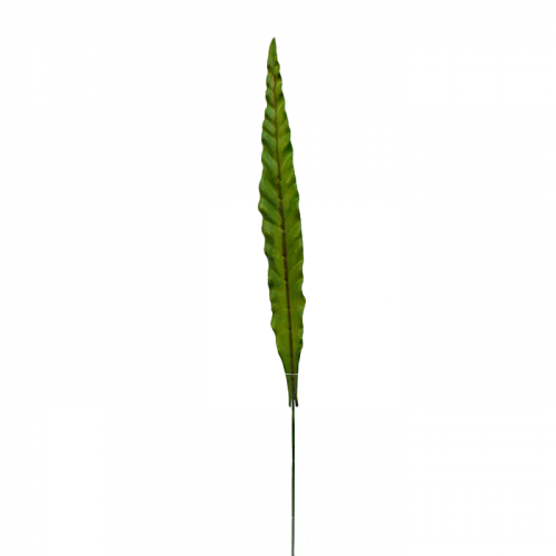 Liść zielony