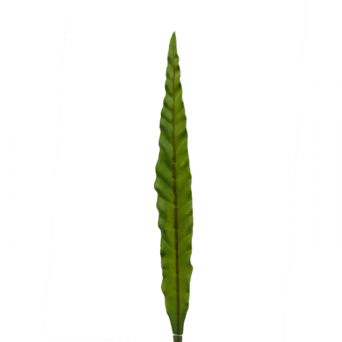 Liść zielony