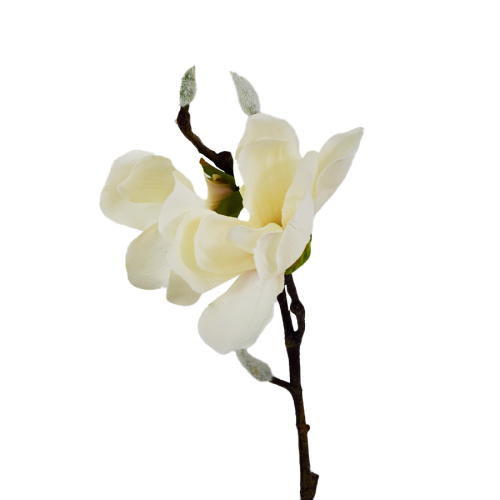 Magnolia gałązka