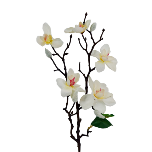 Magnolia gałązka