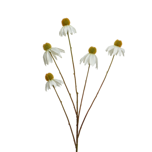 Jeżówka biały kwiat