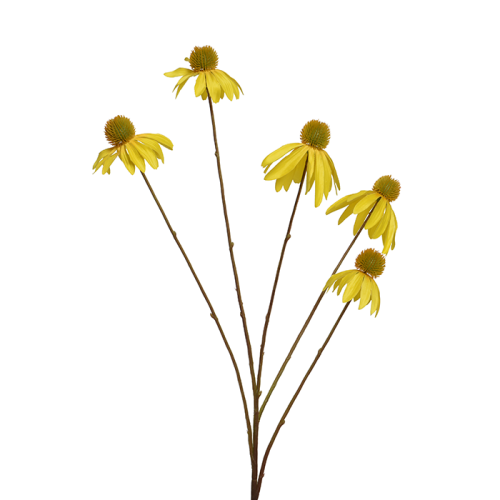 Jeżówka żółty kwiat