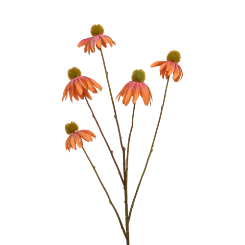 Jeżówka brzoskwiniowy kwiat
