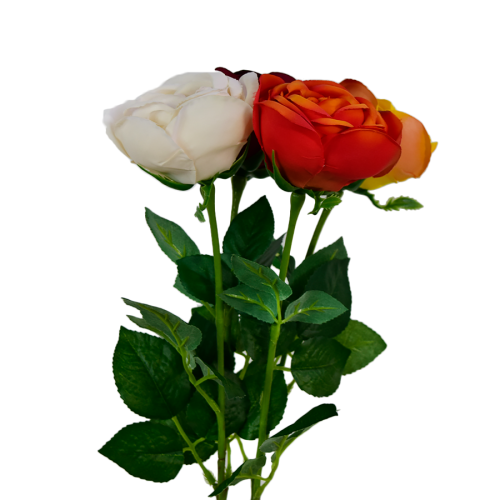 Róża pojedyncza mix kolorów