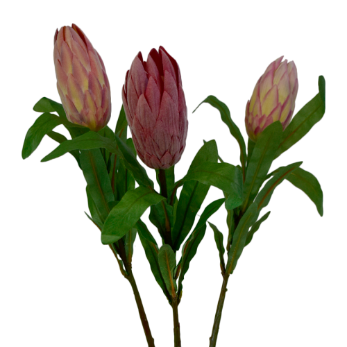 Protea gałązka kwiatowa