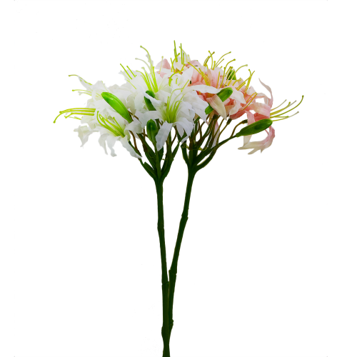 Nerine