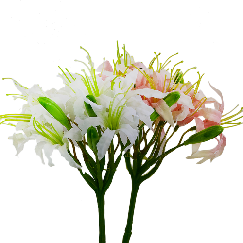 Nerine