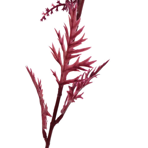 Astilbe, Tawułka