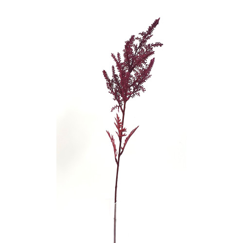 Astilbe, Tawułka