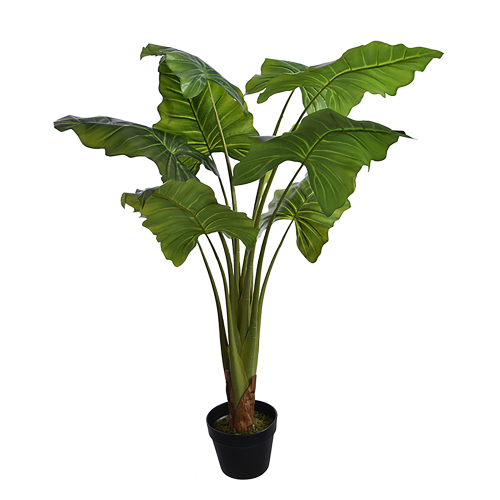 Kwiat doniczkowy Alocasia 90cm