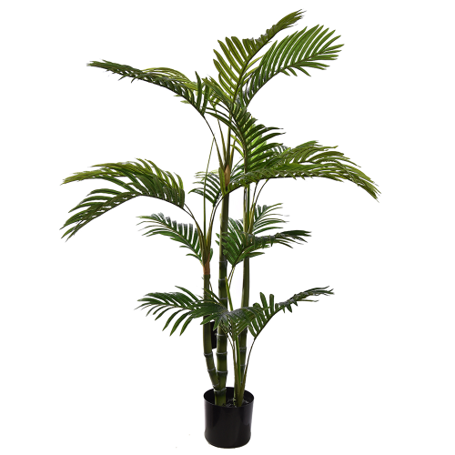 Palma Hawaia 120cm