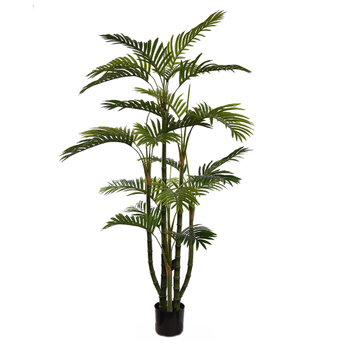 Palma Hawaia 150cm