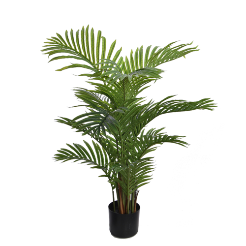 Palma Hawaia