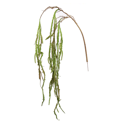 Rhipsalis Patyczak zwis 125cm