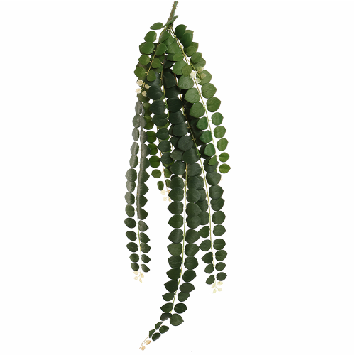 Hoya Carnosa zwisająca...
